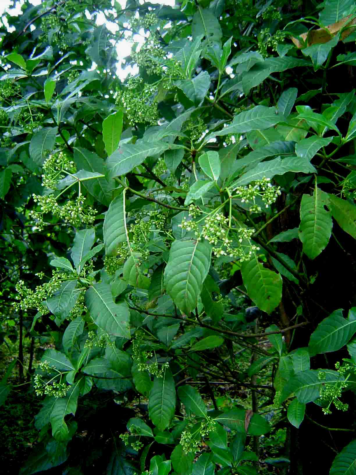 Psychotria zombamontana Psychotria zombamontana