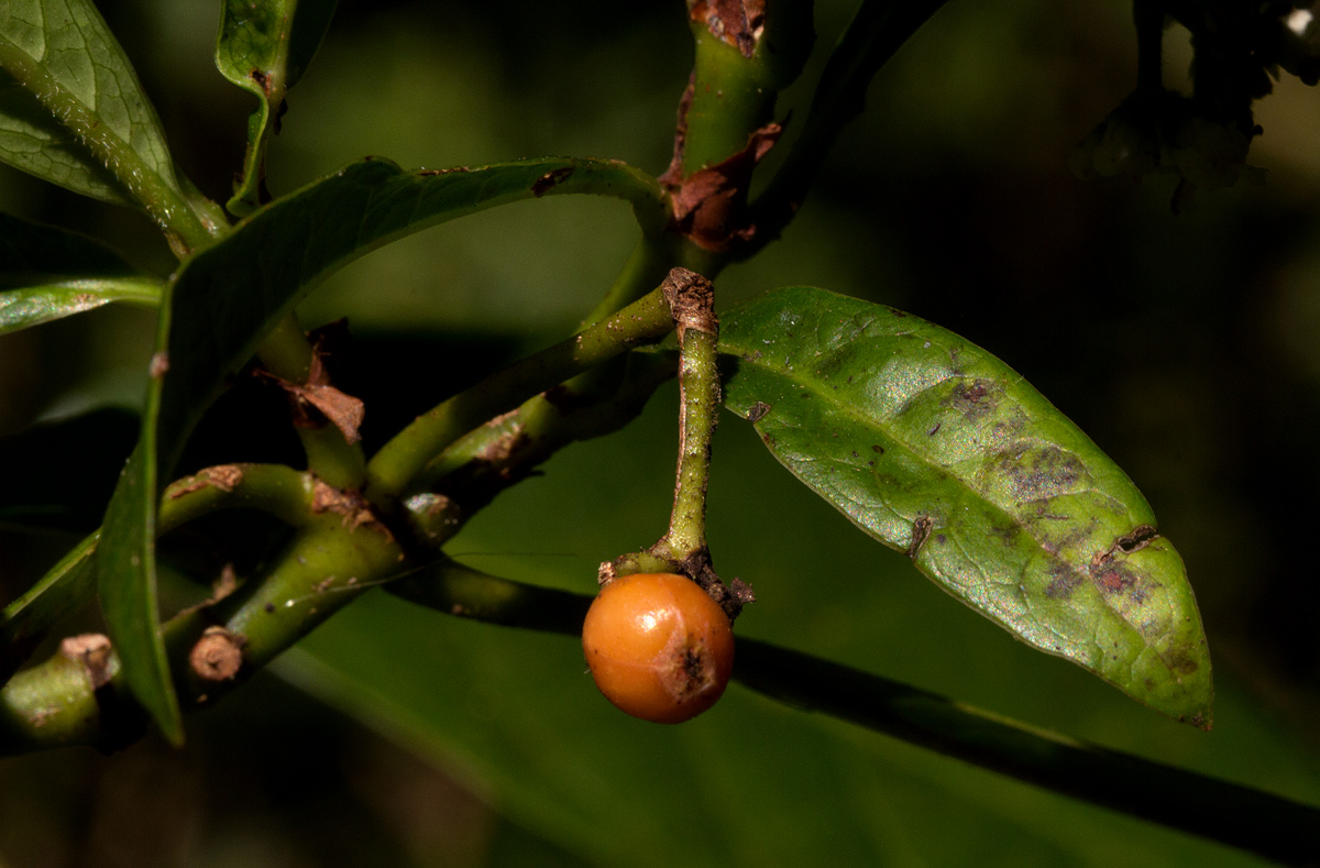 Psychotria zombamontana Psychotria zombamontana