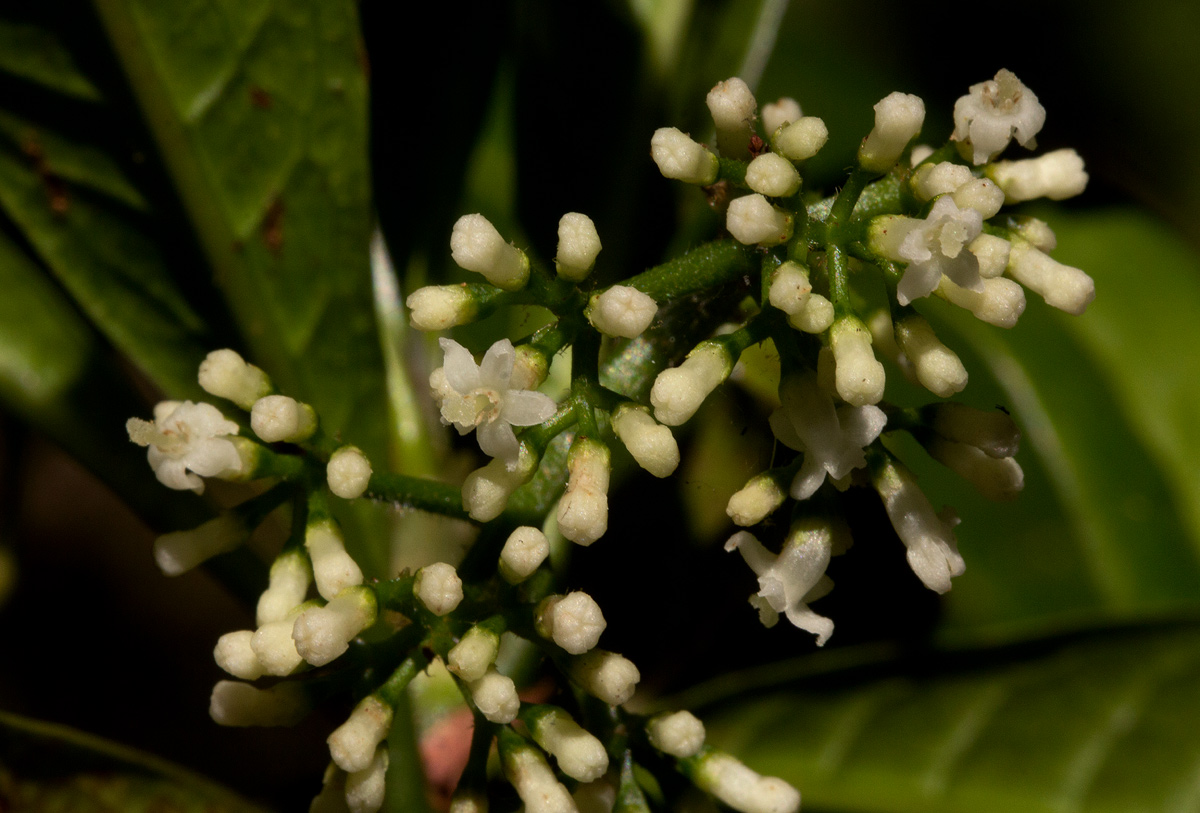 Psychotria zombamontana Psychotria zombamontana