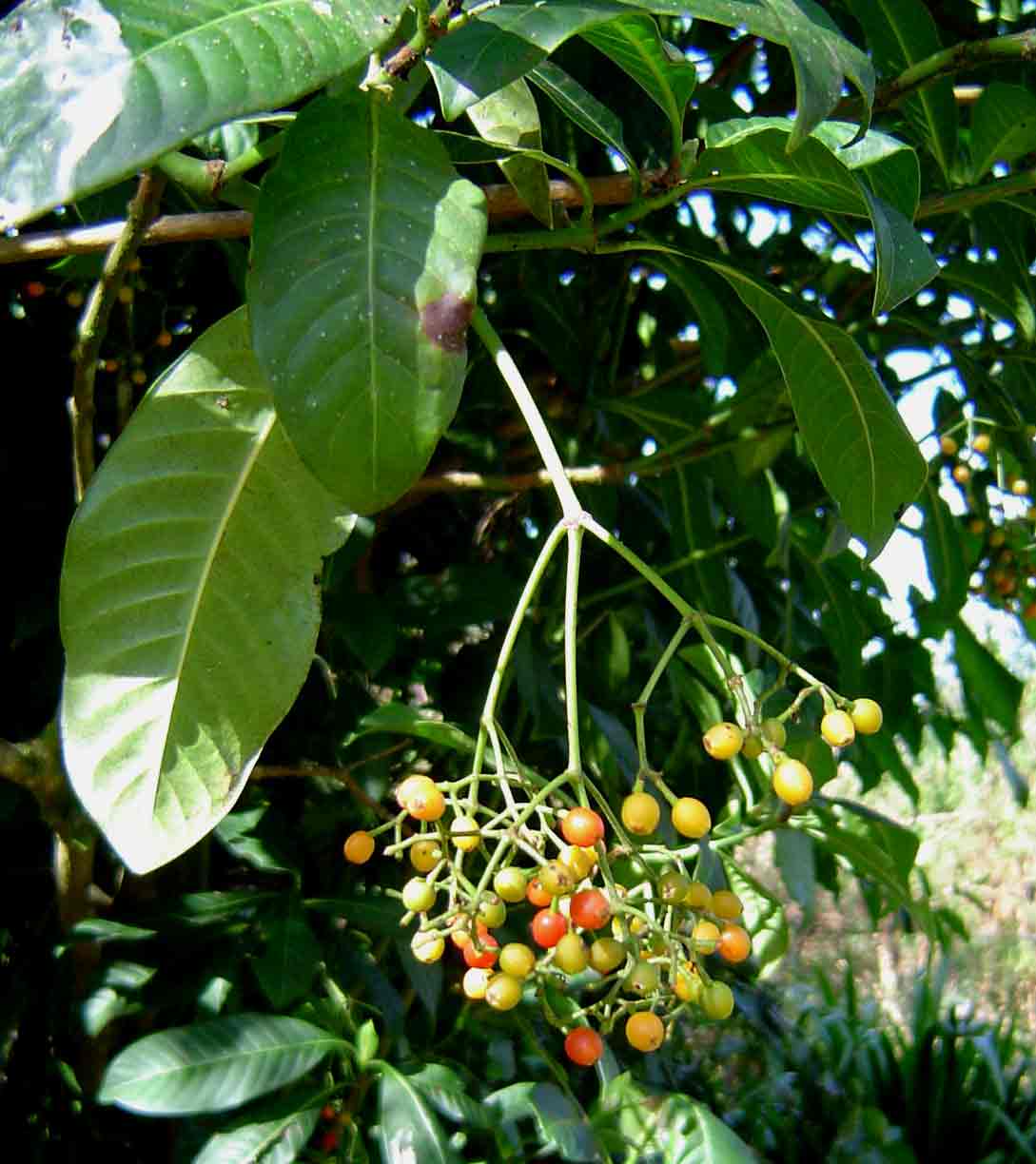 Psychotria zombamontana Psychotria zombamontana