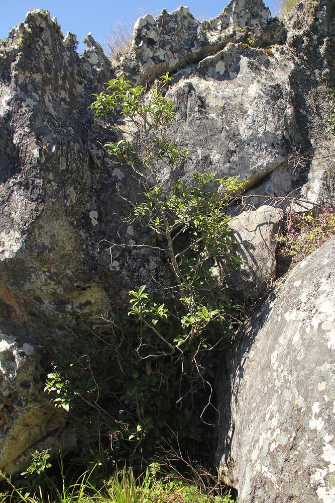 Psychotria zombamontana Psychotria zombamontana