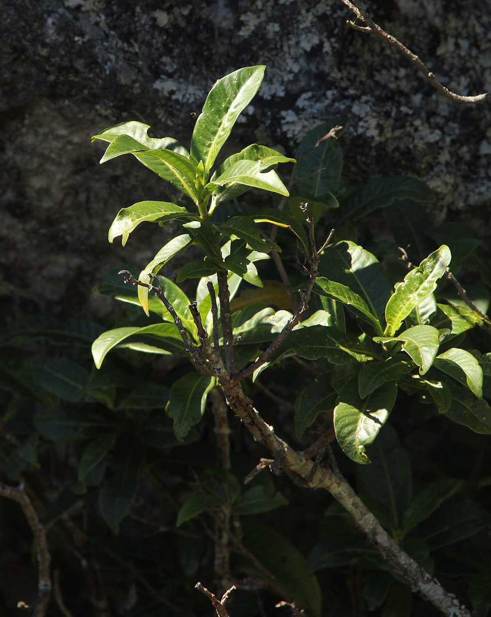 Psychotria zombamontana Psychotria zombamontana