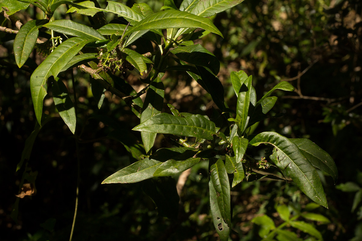 Psychotria zombamontana Psychotria zombamontana