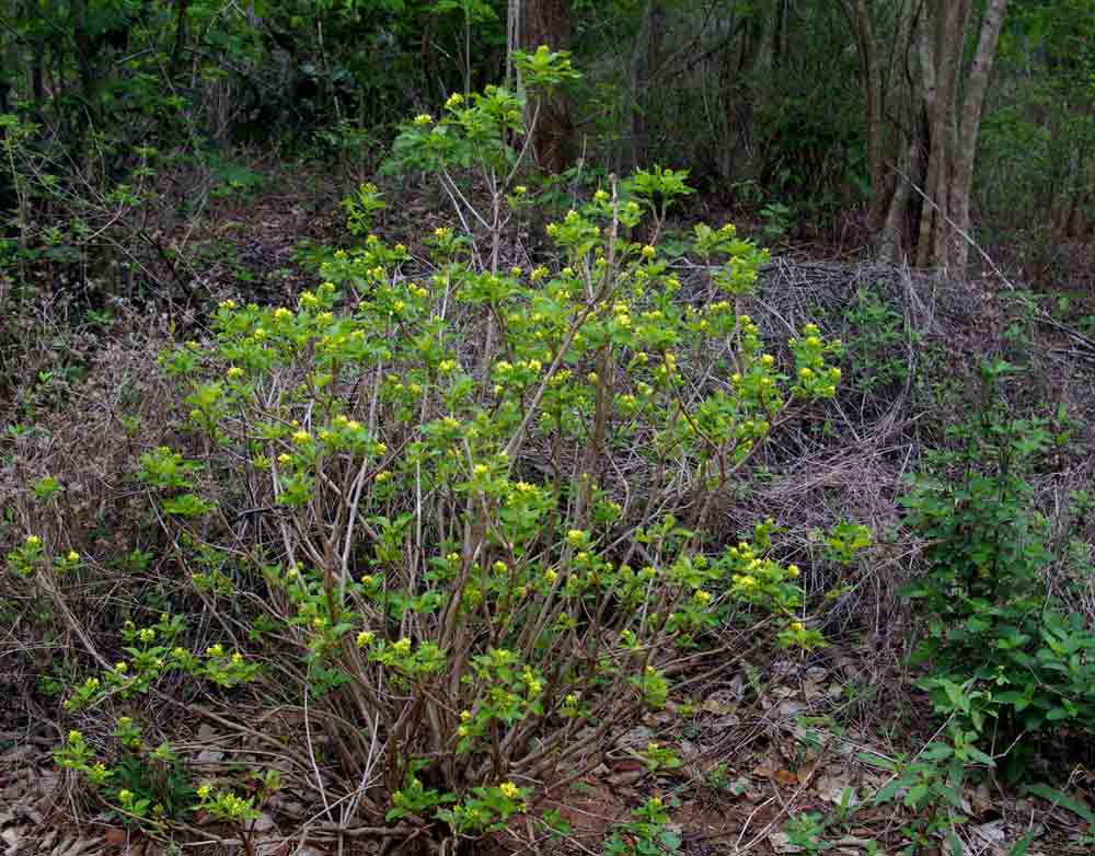 Chazaliella abrupta var. abrupta