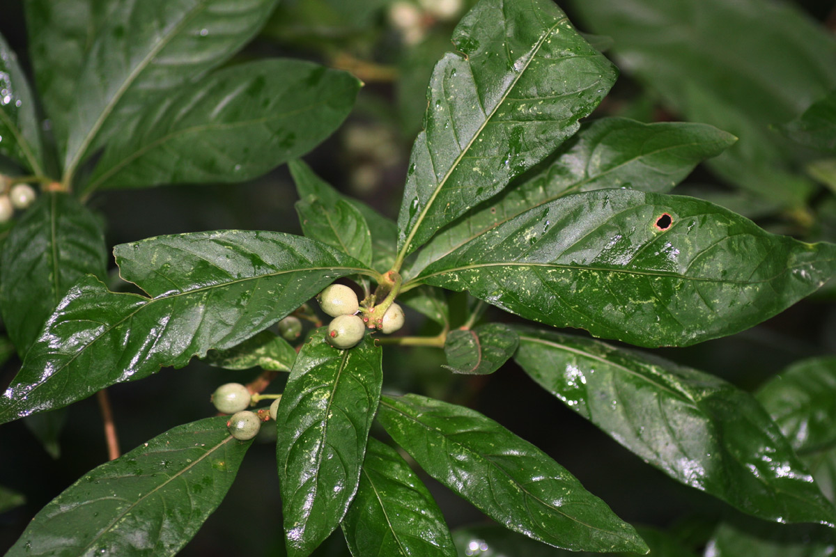 Chazaliella abrupta var. abrupta