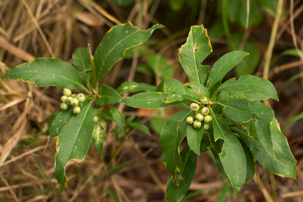 Chazaliella abrupta var. abrupta