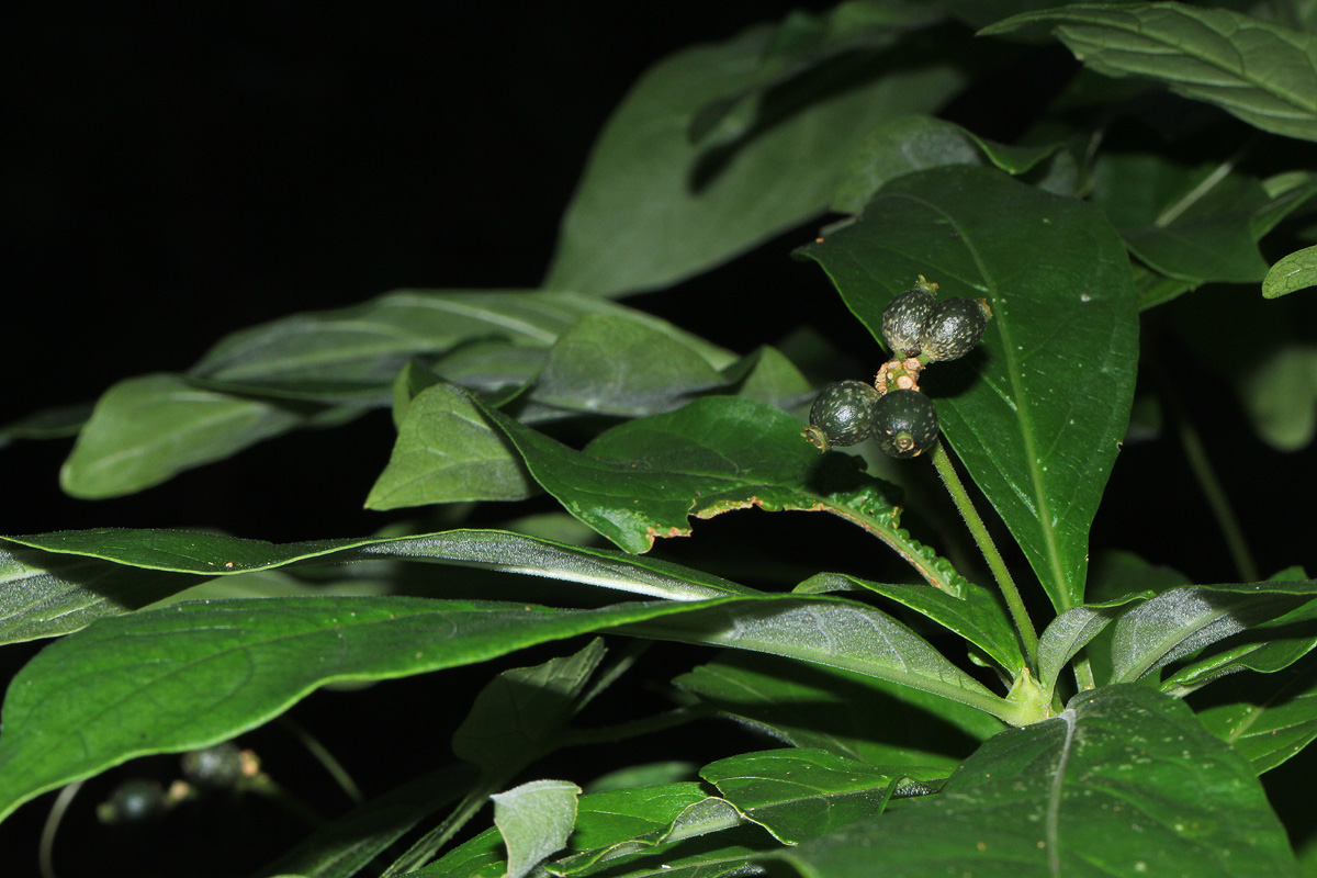 Chazaliella abrupta var. abrupta