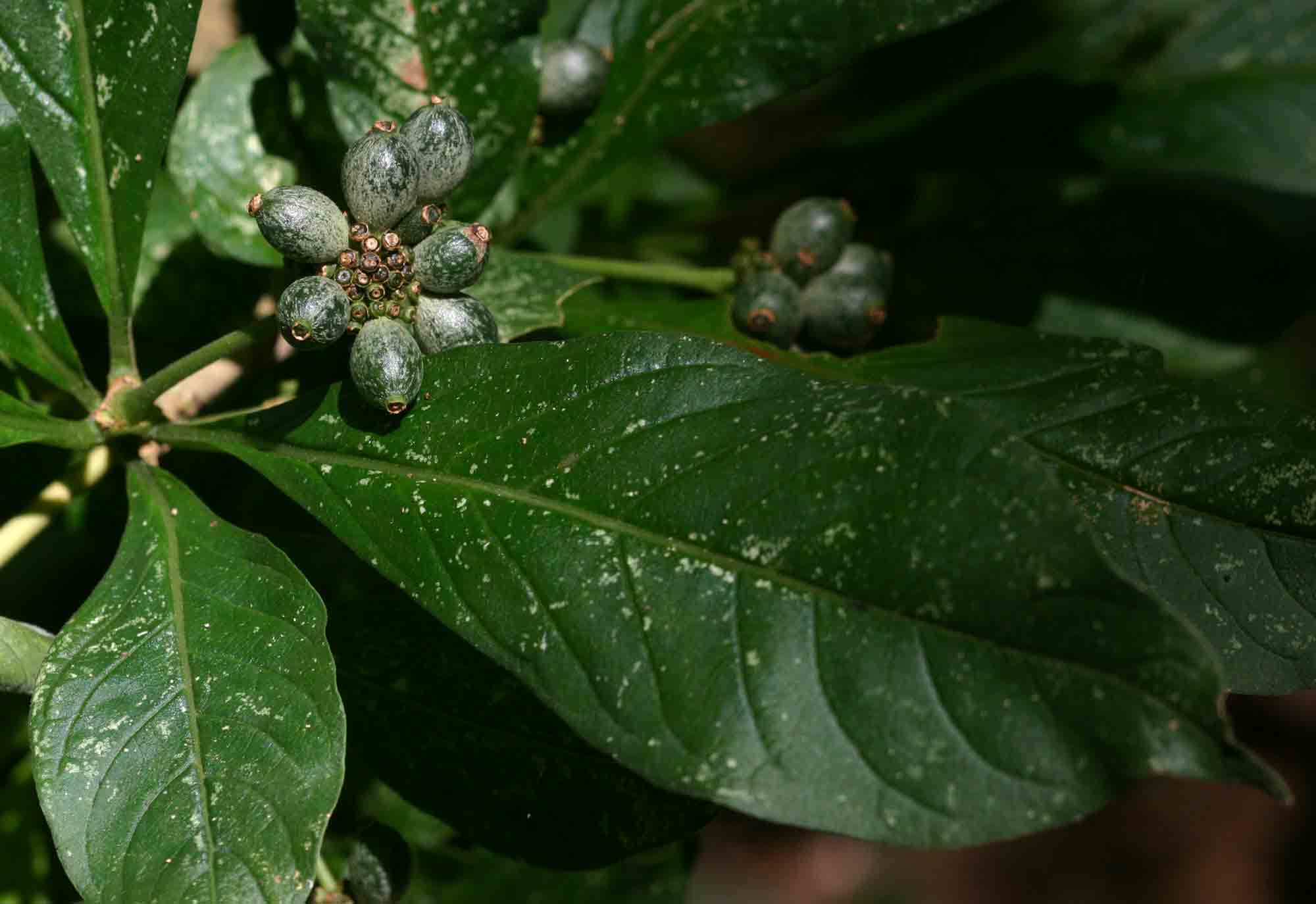 Chazaliella abrupta var. abrupta Chazaliella abrupta var. abrupta