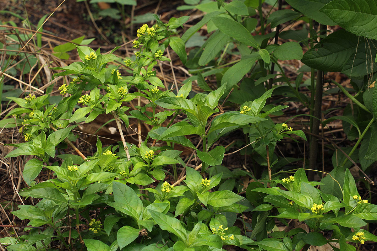 Chazaliella abrupta var. abrupta