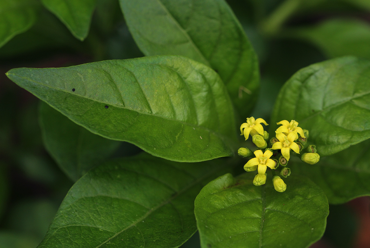 Chazaliella abrupta var. abrupta