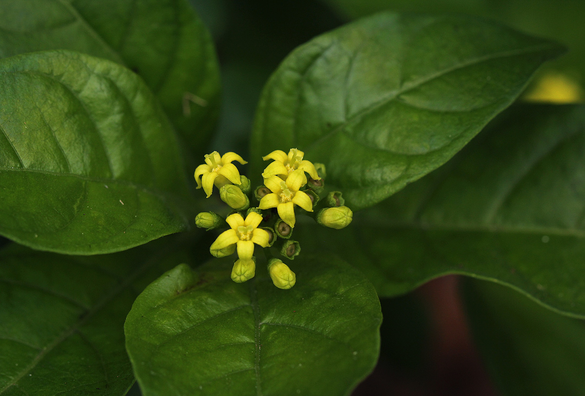 Chazaliella abrupta var. abrupta Chazaliella abrupta var. abrupta