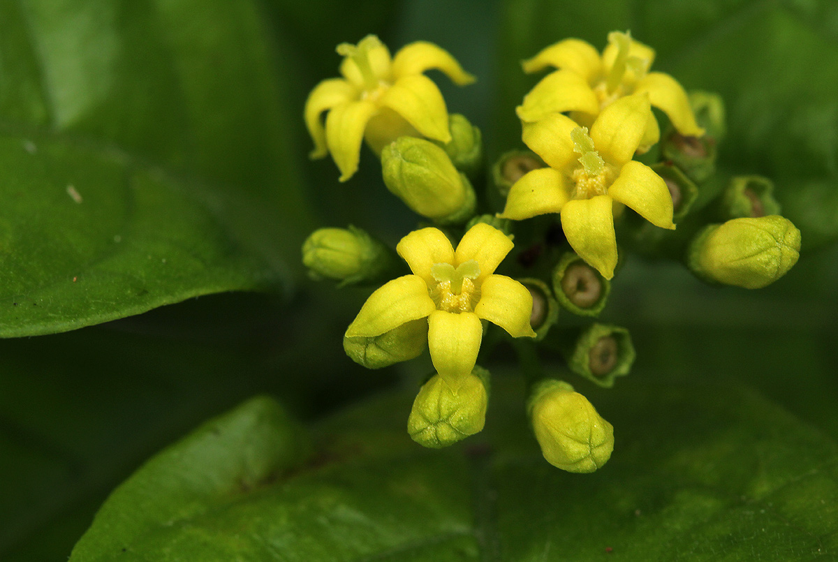 Chazaliella abrupta var. abrupta