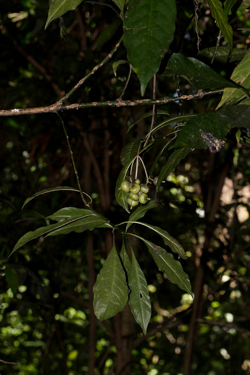 Chassalia parvifolia
