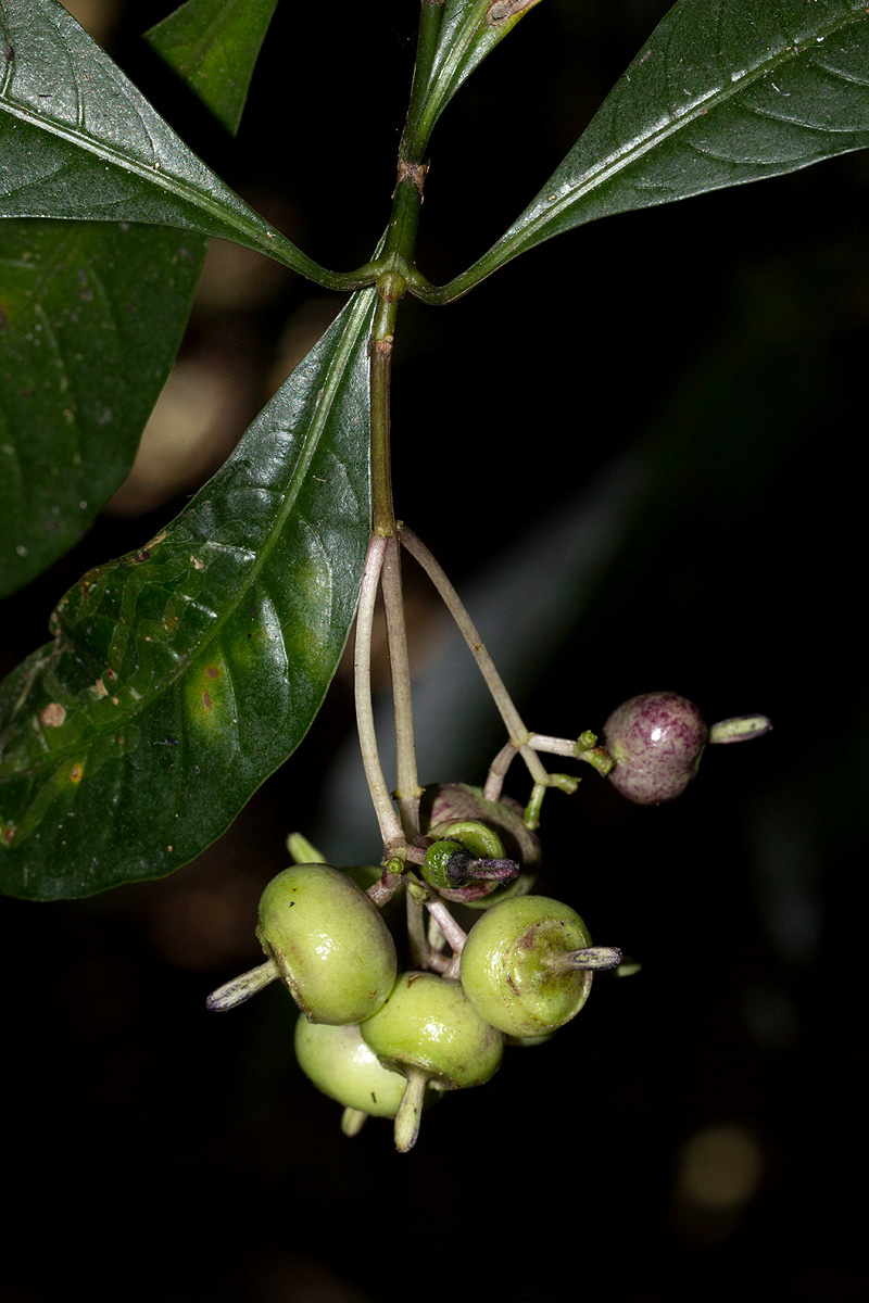 Chassalia parvifolia Chassalia parvifolia