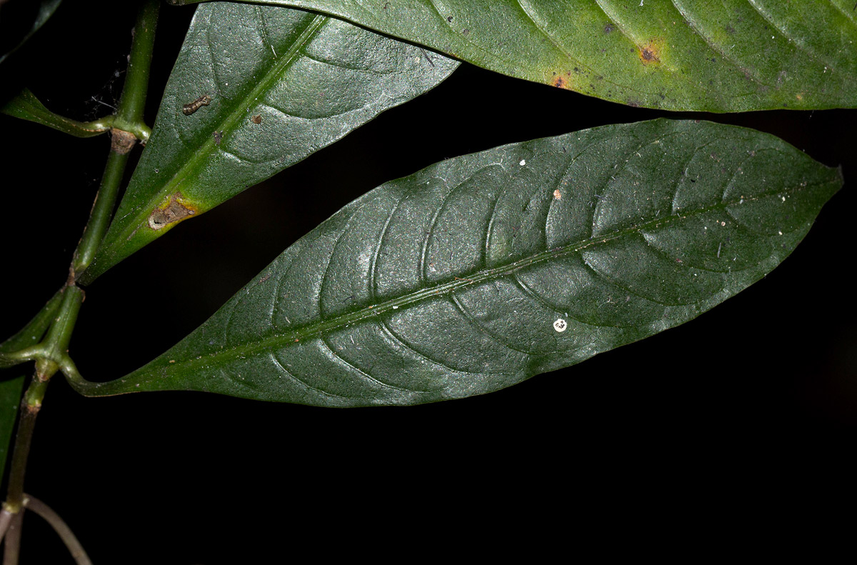 Chassalia parvifolia