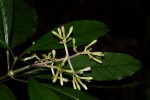 Chassalia parvifolia
