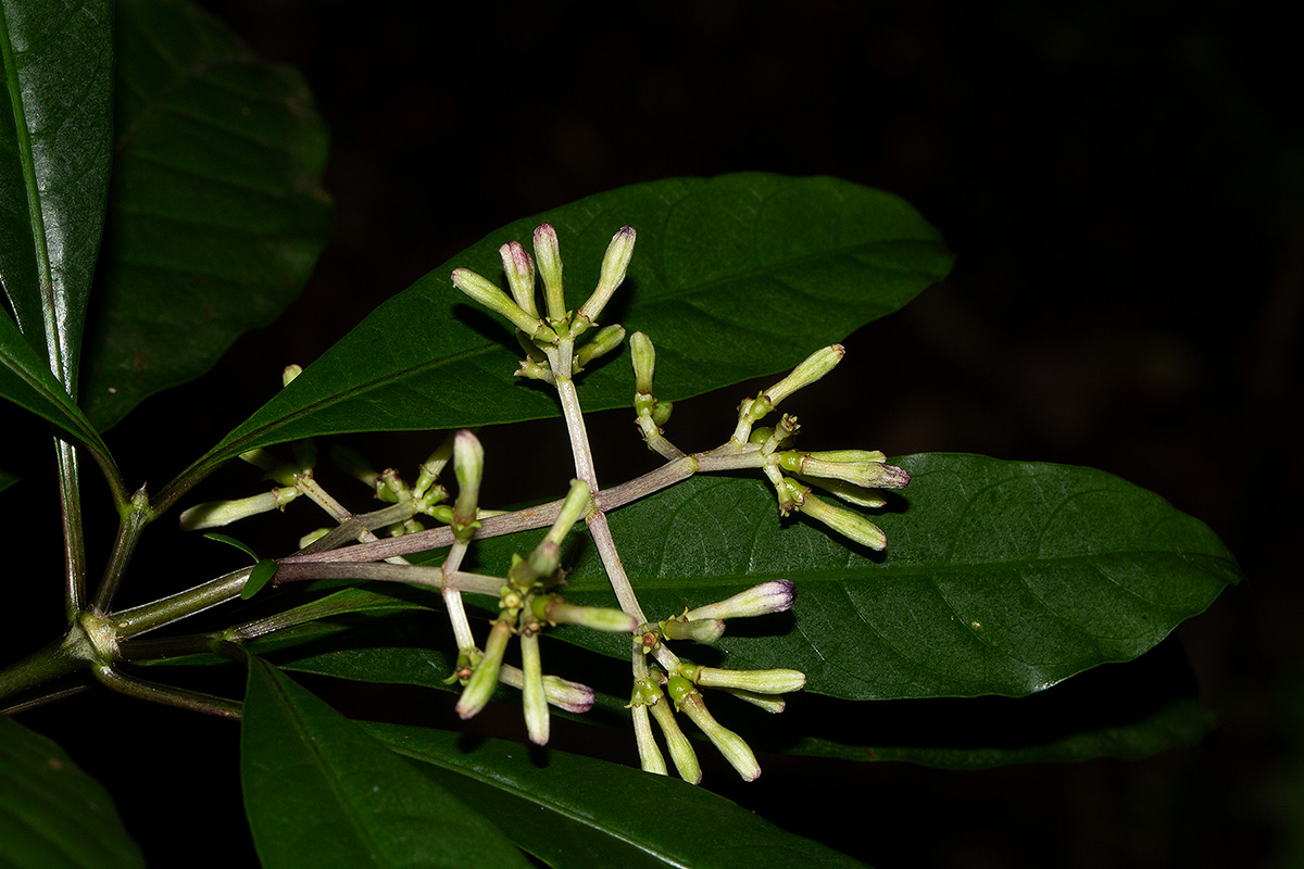 Chassalia parvifolia