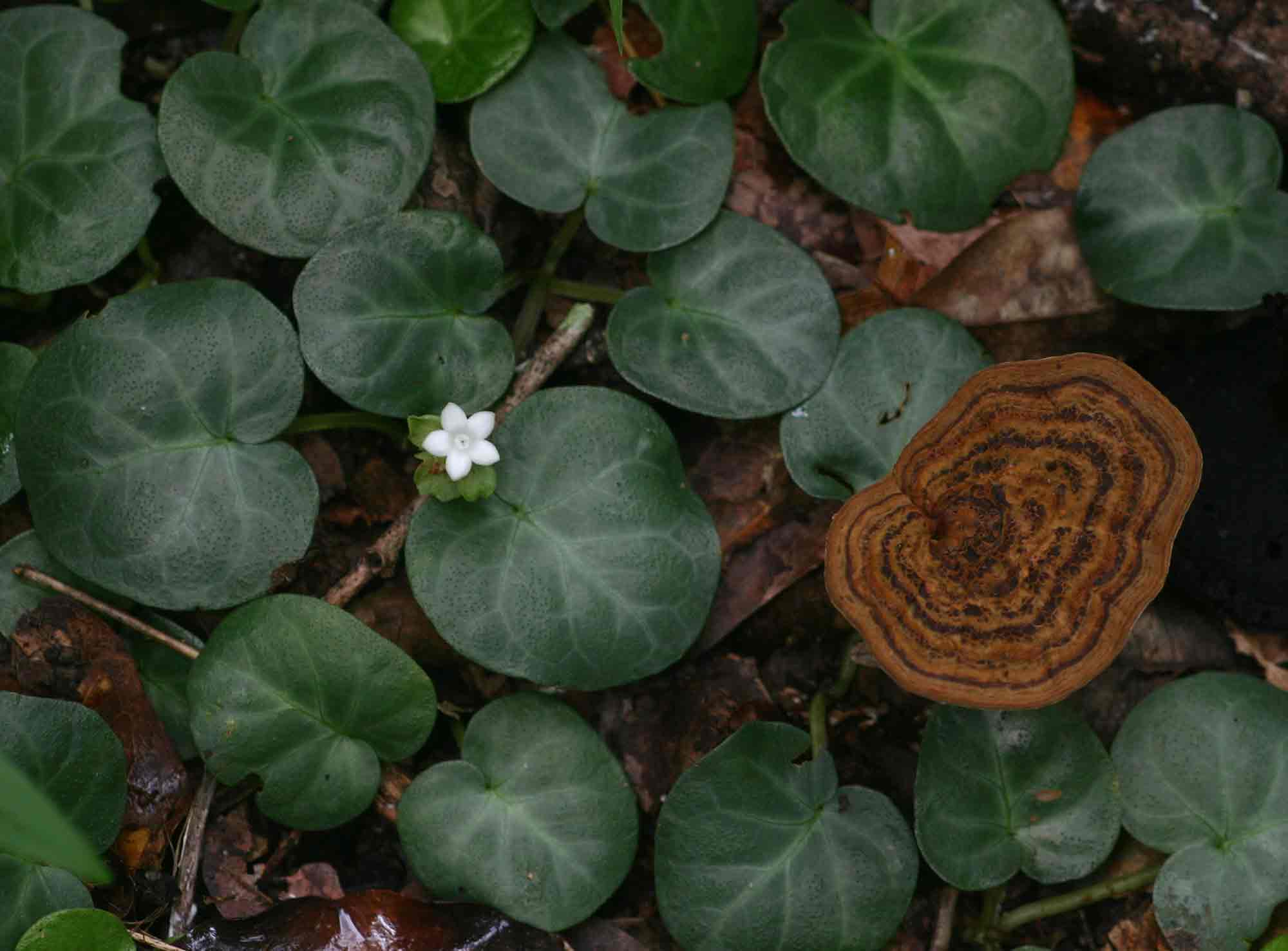 Geophila obvallata subsp. ioides