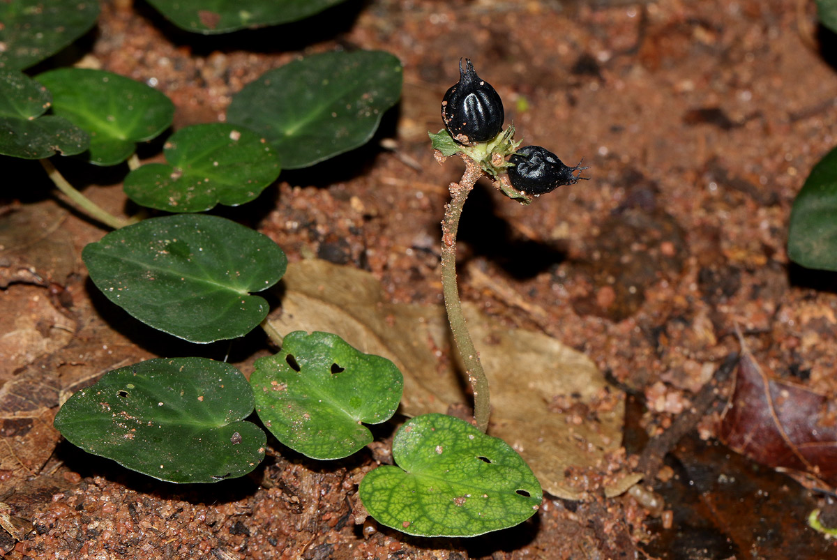 Geophila obvallata subsp. ioides