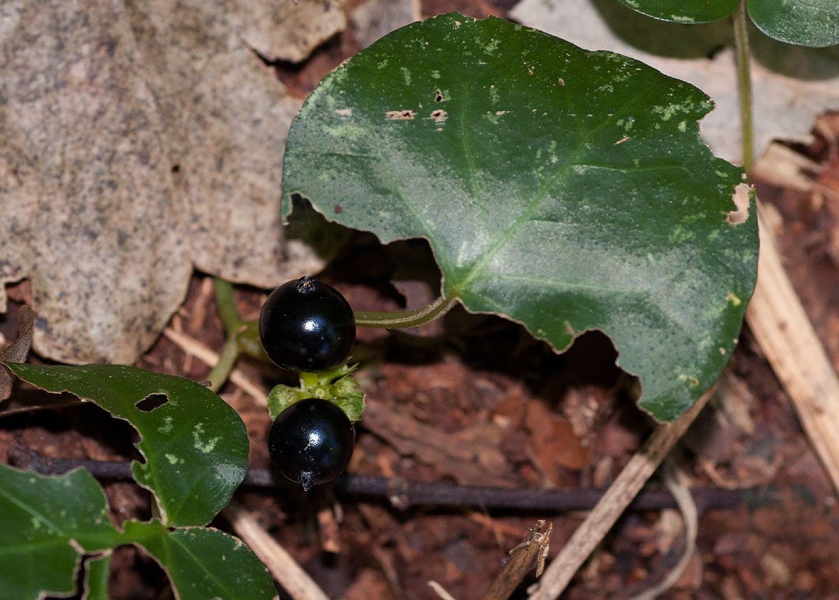 Geophila obvallata subsp. ioides