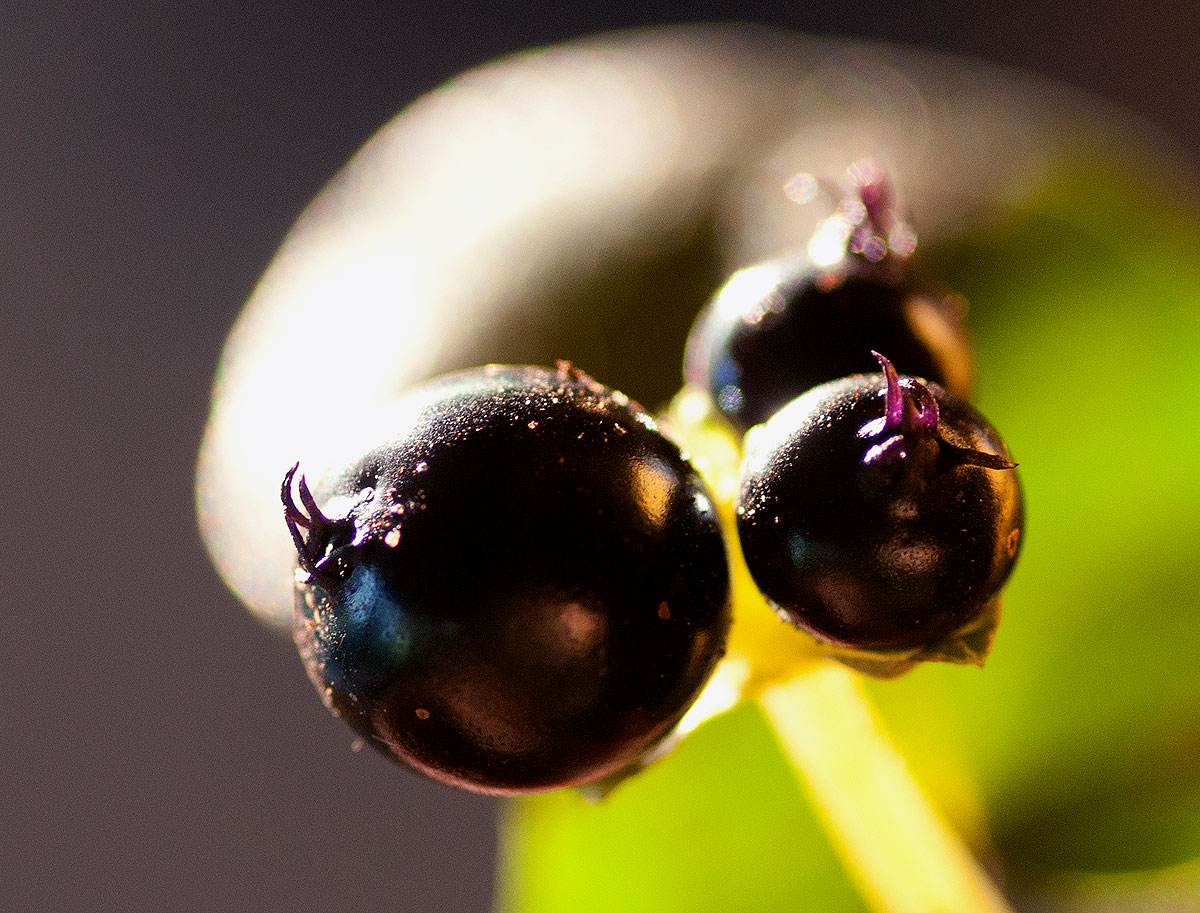 Geophila obvallata subsp. ioides