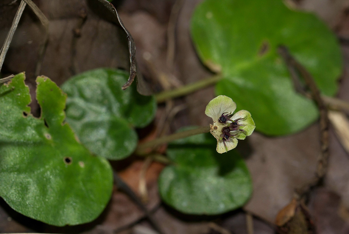 Geophila obvallata subsp. ioides Geophila obvallata subsp. ioides