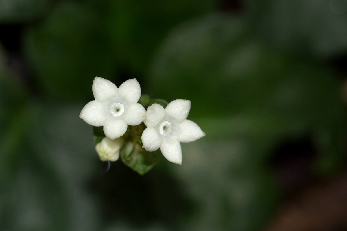 Geophila obvallata subsp. ioides