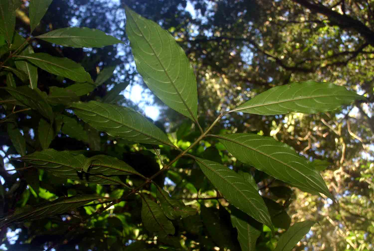 Lasianthus kilimandscharicus subsp. kilimandscharicus Lasianthus kilimandscharicus subsp. kilimandscharicus