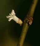 Lasianthus kilimandscharicus subsp. kilimandscharicus