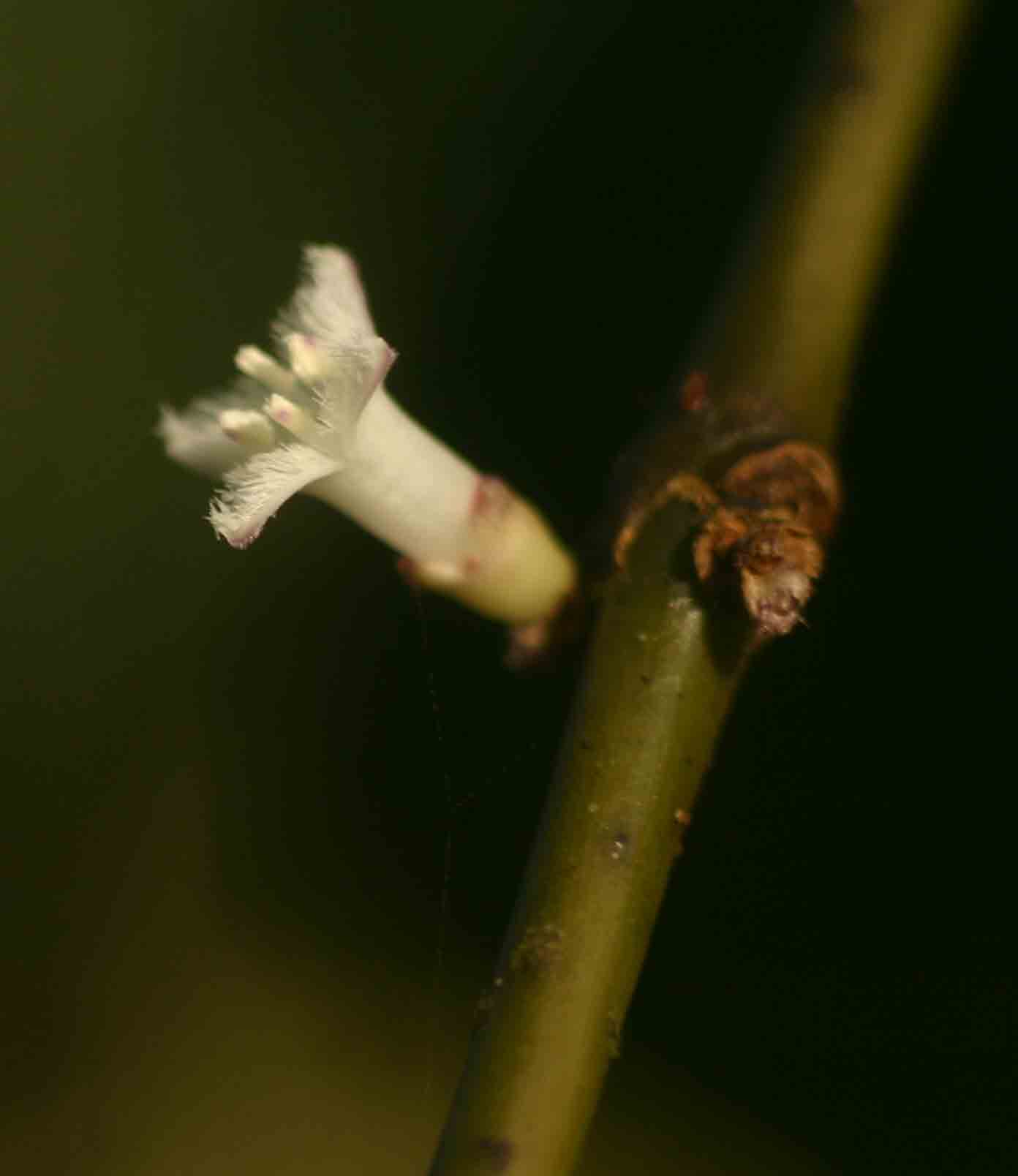 Lasianthus kilimandscharicus subsp. kilimandscharicus Lasianthus kilimandscharicus subsp. kilimandscharicus
