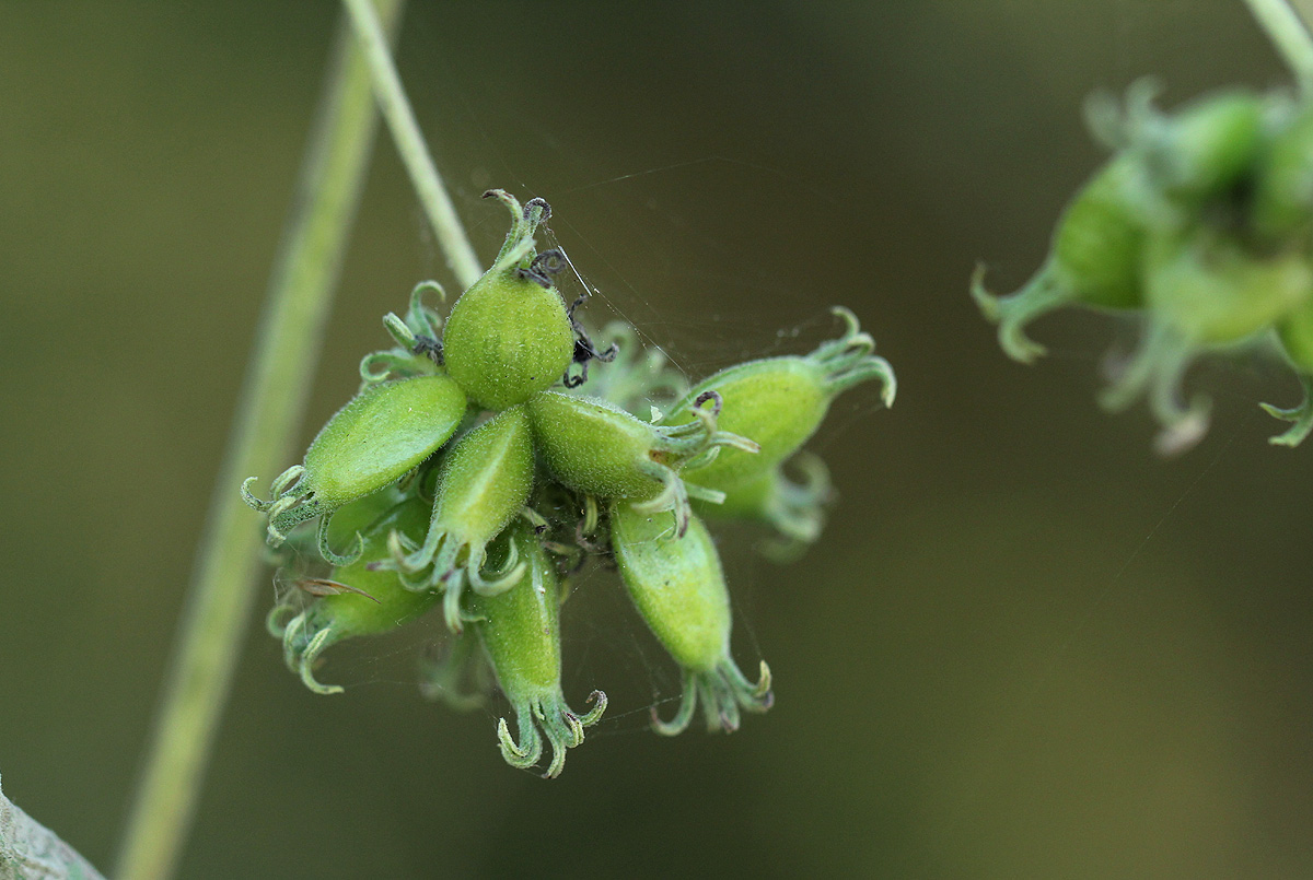 Paederia bojeriana subsp. foetens