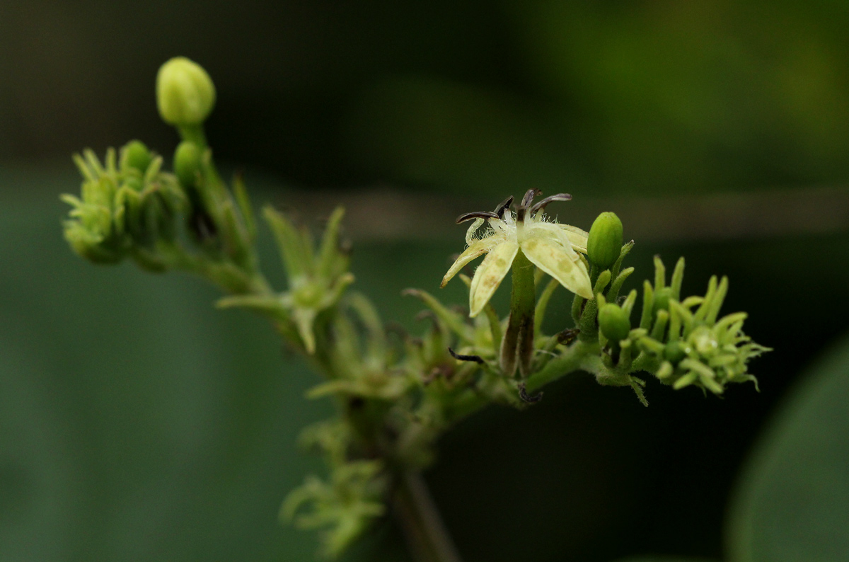 Paederia bojeriana subsp. foetens