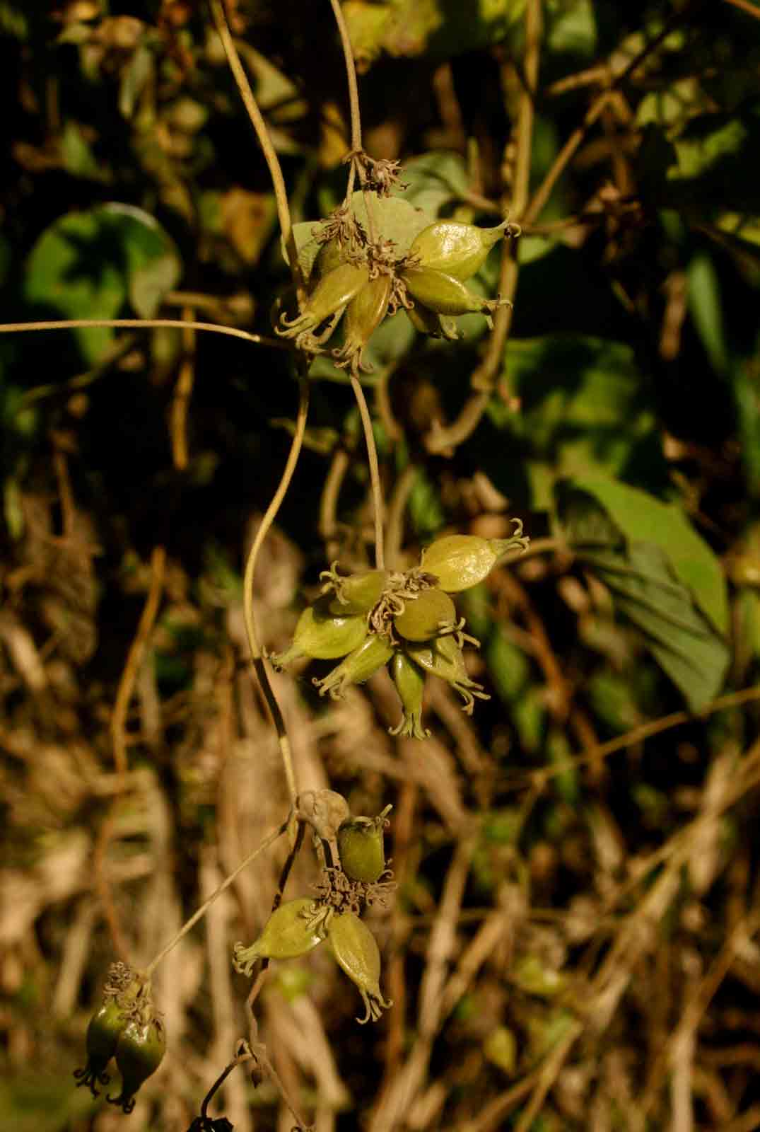 Paederia bojeriana subsp. foetens