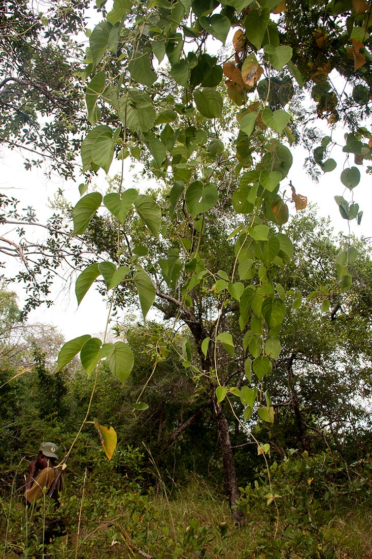 Paederia bojeriana subsp. foetens