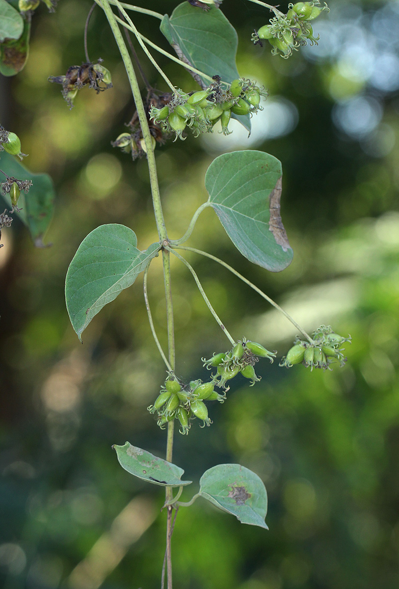 Paederia bojeriana subsp. foetens