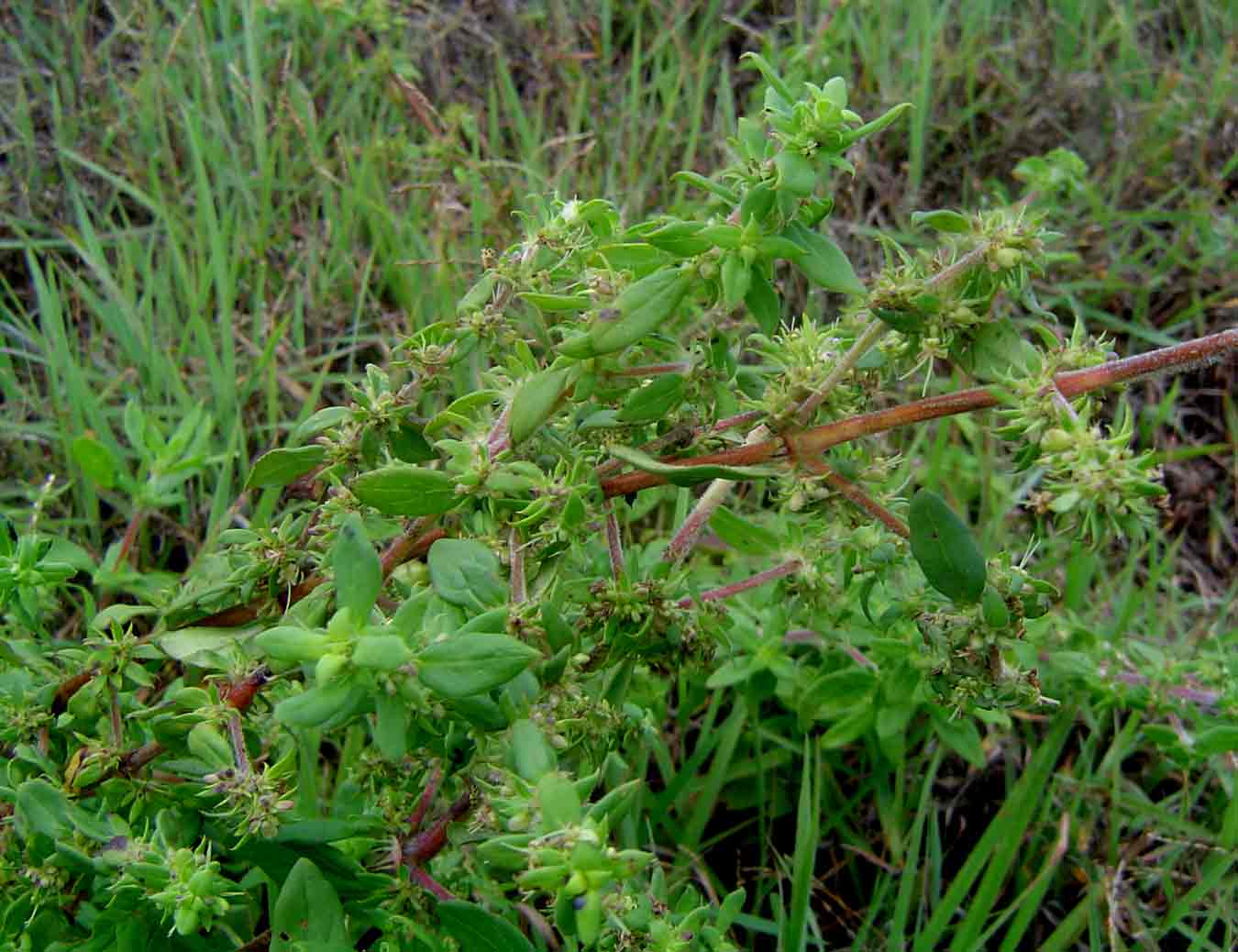 Anthospermum herbaceum