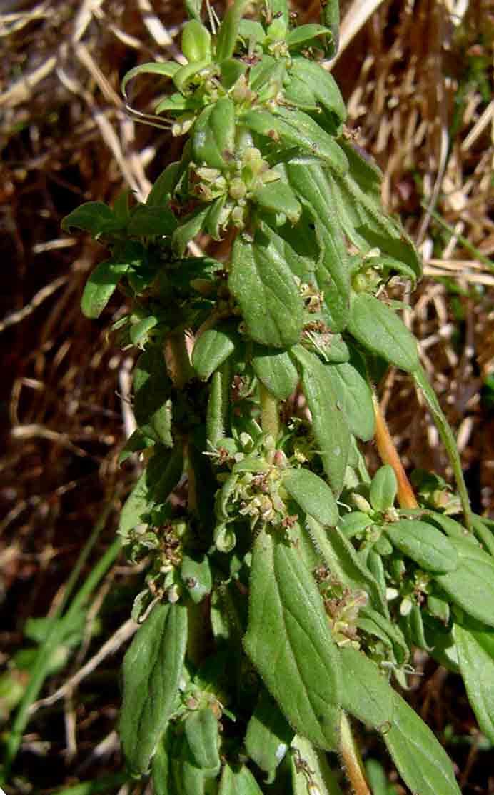 Anthospermum herbaceum