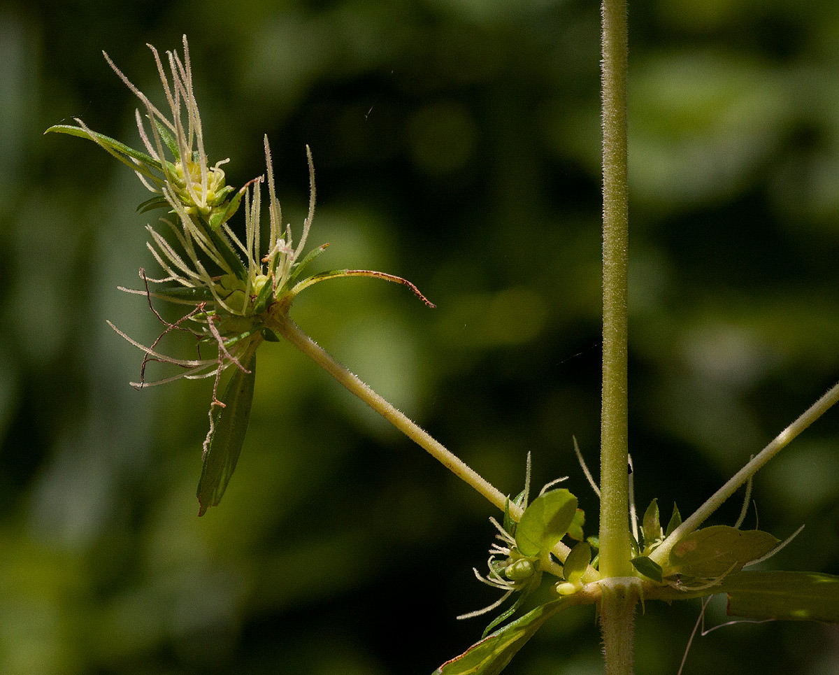 Anthospermum herbaceum