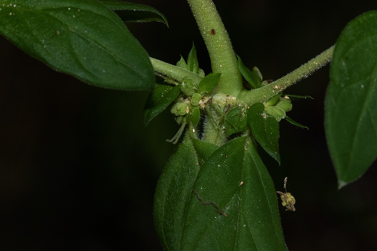Anthospermum herbaceum
