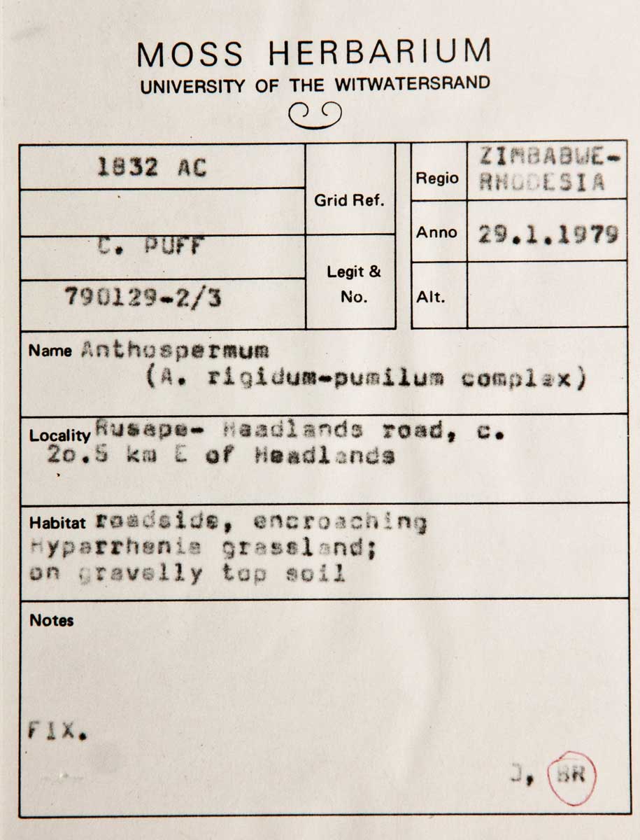 Anthospermum rigidum subsp. pumilum Anthospermum rigidum subsp. pumilum