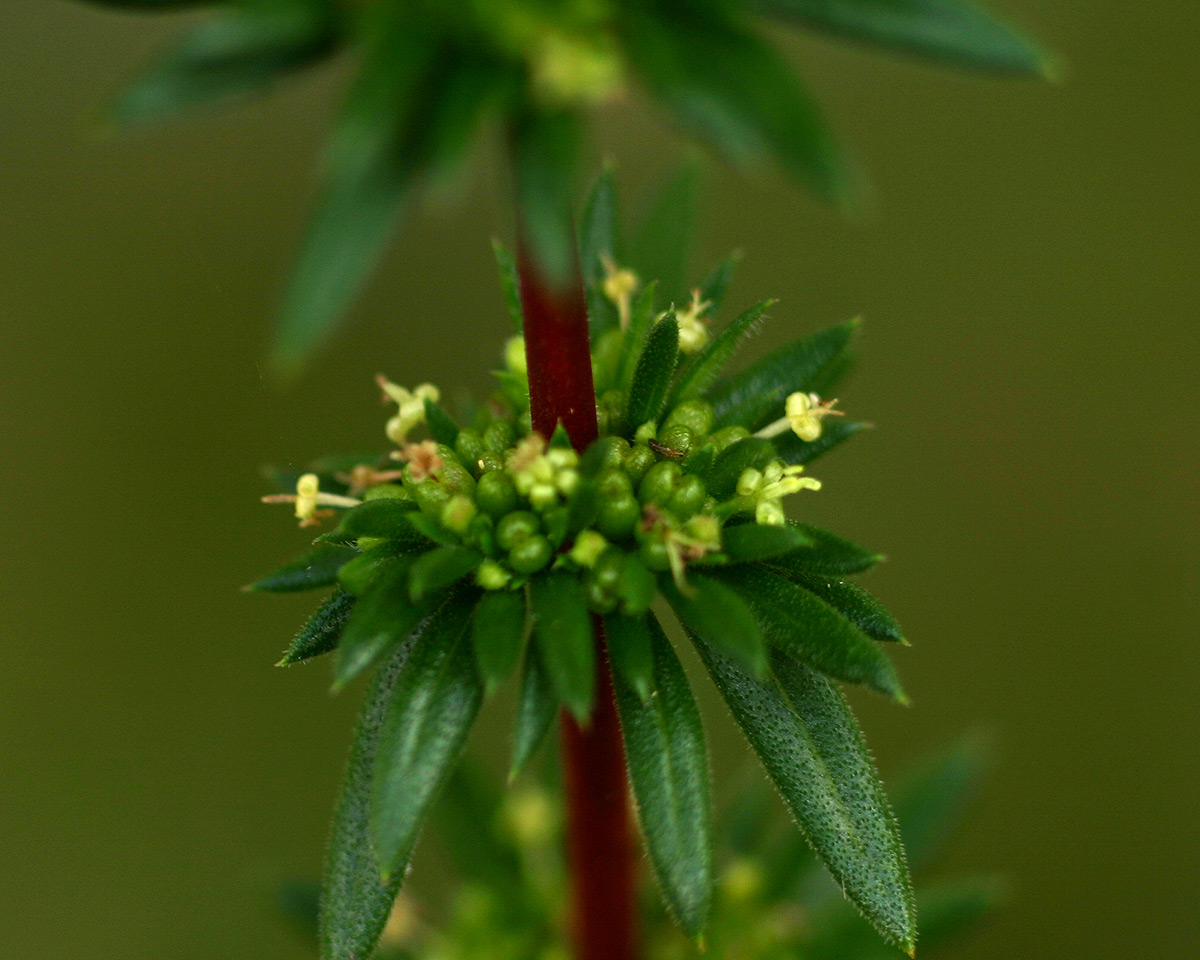 Anthospermum ternatum subsp. randii