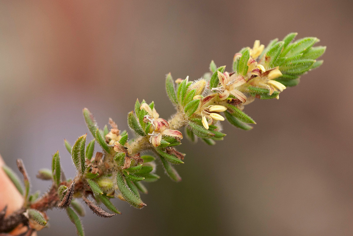 Anthospermum whyteanum