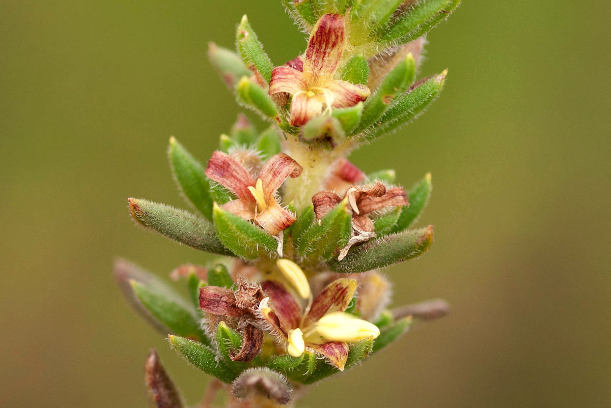 Anthospermum whyteanum