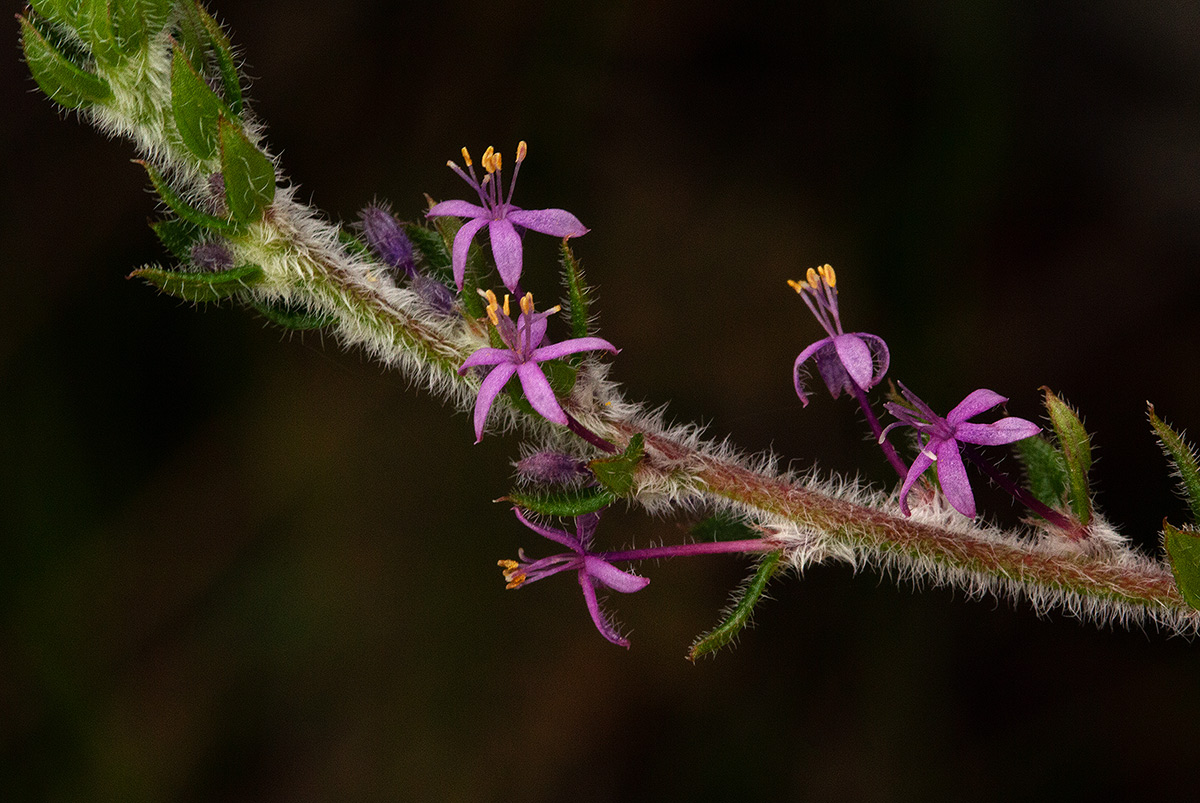 Otiophora scabra subsp. scabra Otiophora scabra subsp. scabra