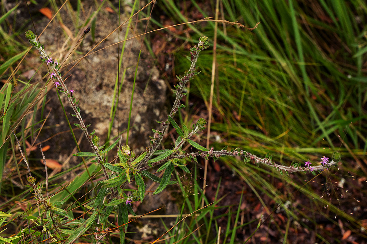 Otiophora scabra subsp. scabra Otiophora scabra subsp. scabra