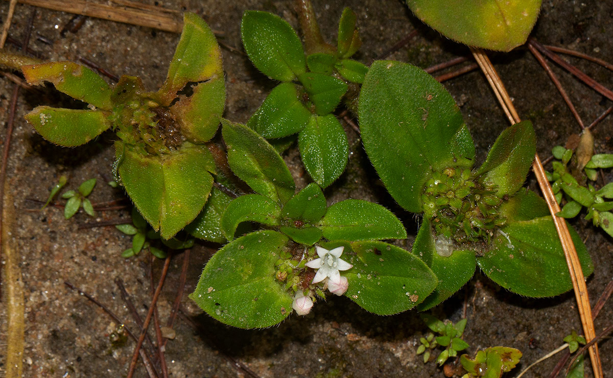 Richardia brasiliensis