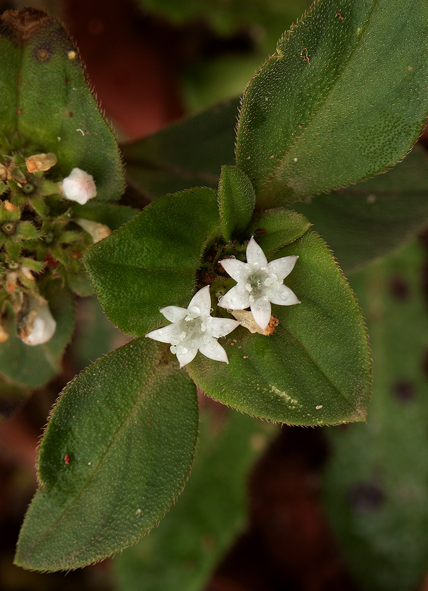 Richardia brasiliensis