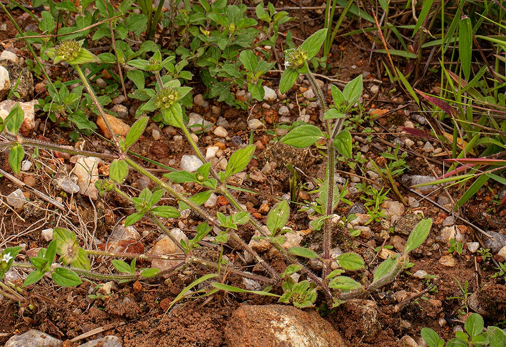 Richardia brasiliensis