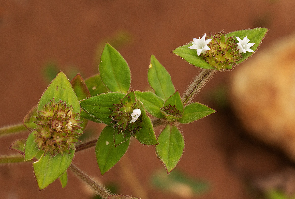 Richardia brasiliensis