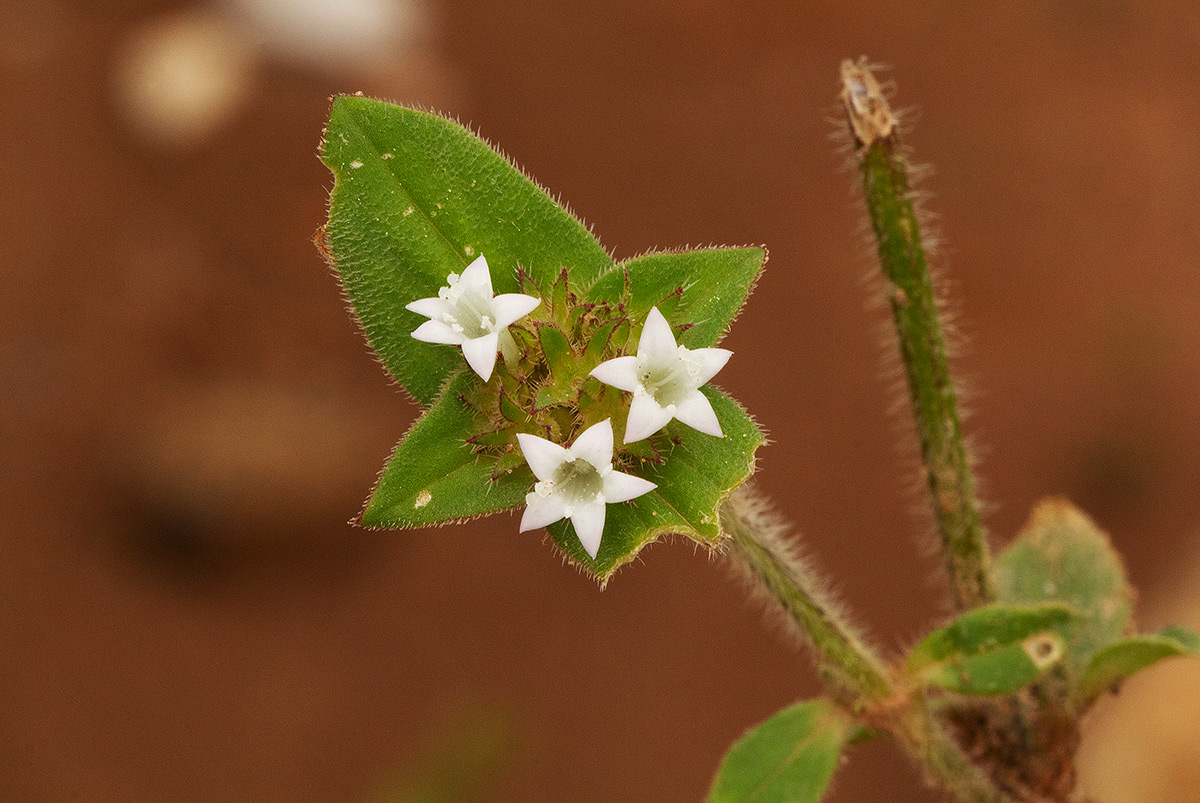 Richardia brasiliensis
